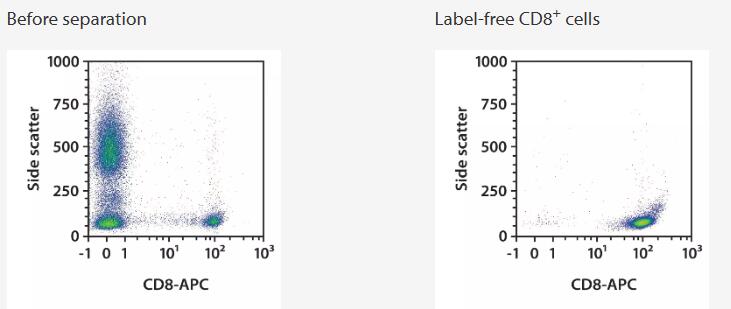 CD8+ cells were isolated from a complete buffy coat using the StraightFrom Buffy Coat REAlease CD8 MicroBead Kit, Whole Blood Columns, and a MultiMACS Cell24 Separator Plus with the Single-Column Adapter. Cells were fluorescently stained with REAfinity Antibodies CD8-APC and analyzed by flow cytometry using the MACSQuant Analyzer X. Cell debris and dead cells were excluded from the analysis based on scatter signals and propidium iodide fluorescence.